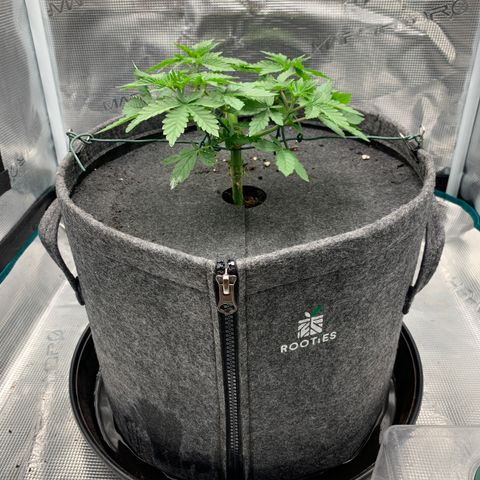 HLB4.2 - Carol growlog timeline photo
