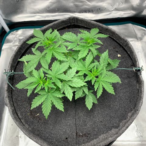 HLB4.2 - Carol growlog timeline photo