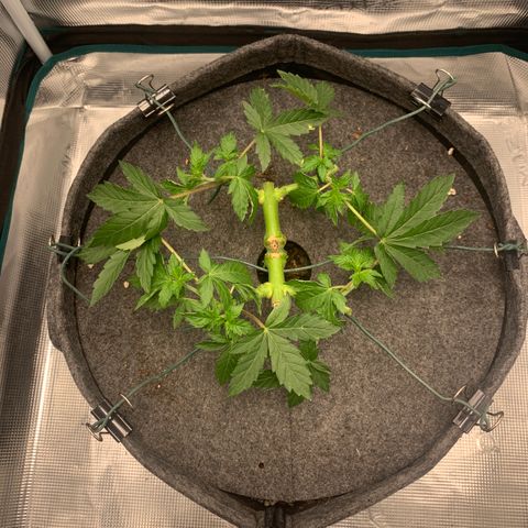 HLB4.2 - Carol growlog photo: Nach dem Kappen