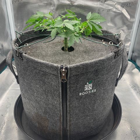 HLB4.2 - Carol growlog photo: Nach dem Kappen