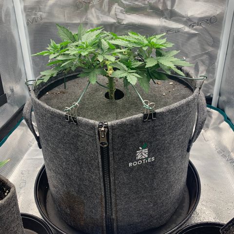 HLB4.2 - Carol growlog timeline photo