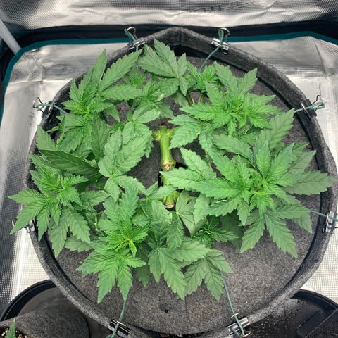 HLB4.2 - Carol growlog timeline photo