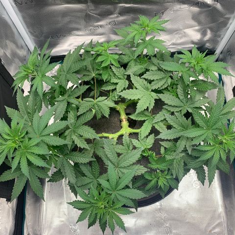 HLB4.2 - Carol growlog timeline photo