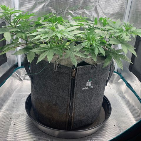 HLB4.2 - Carol growlog timeline photo