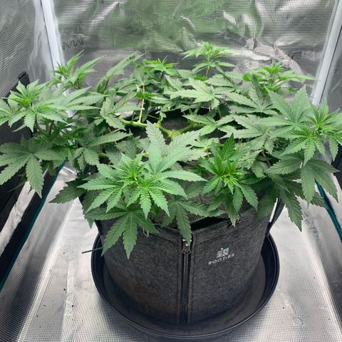 HLB4.2 - Carol growlog timeline photo
