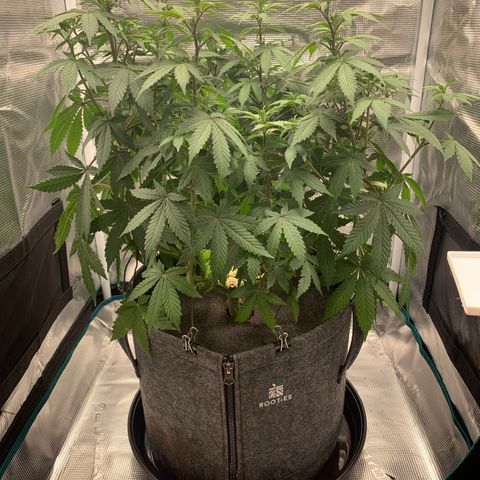 HLB4.2 - Carol growlog timeline photo