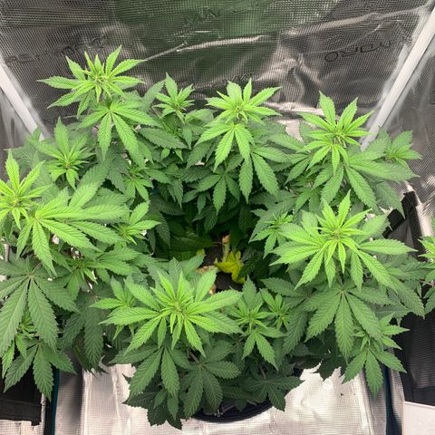 HLB4.2 - Carol growlog timeline photo