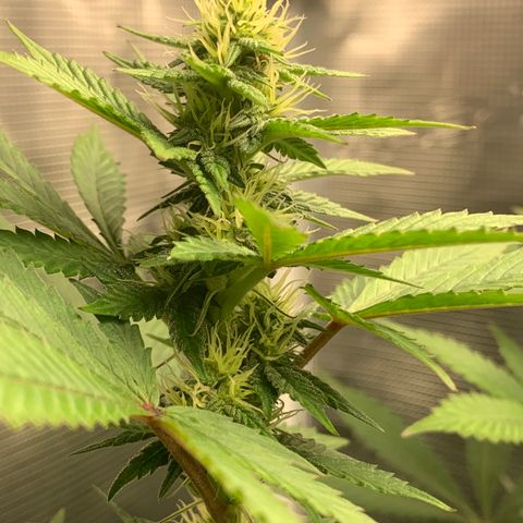 HLB4.2 - Carol growlog timeline photo