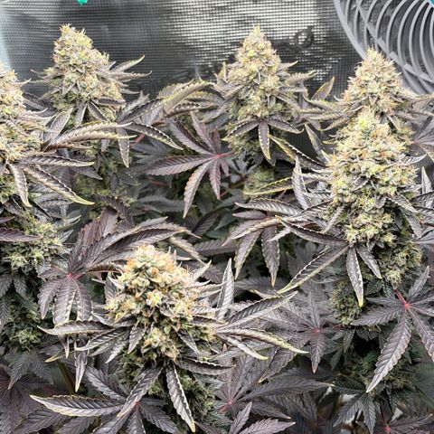 HLB4.2 - Carol growlog timeline photo