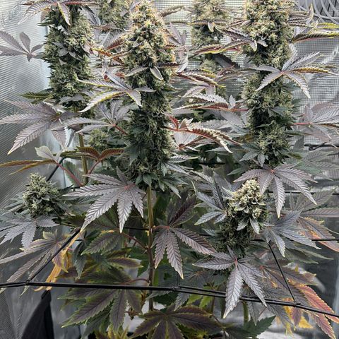 HLB4.2 - Carol growlog timeline photo
