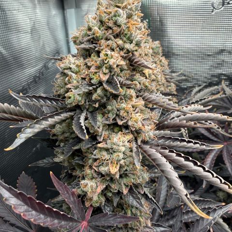 HLB4.2 - Carol growlog timeline photo