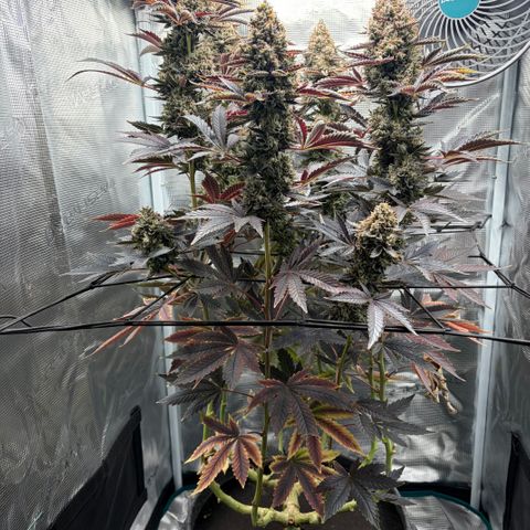 HLB4.2 - Carol growlog timeline photo