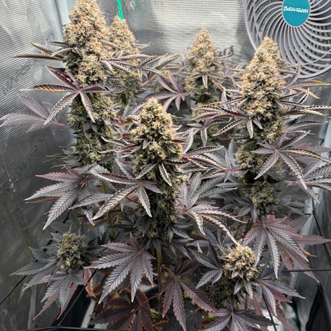 HLB4.2 - Carol growlog timeline photo