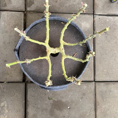 HLB4.2 - Carol growlog timeline photo