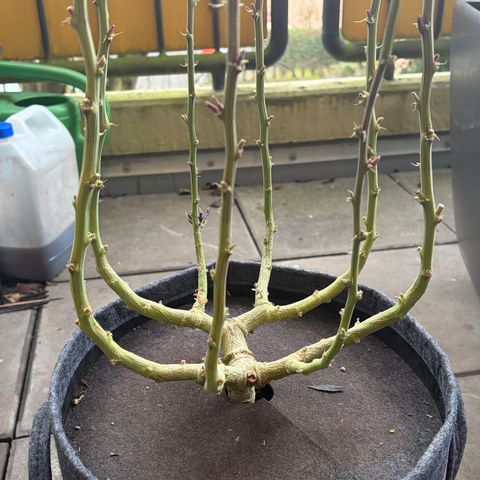 HLB4.2 - Carol growlog timeline photo