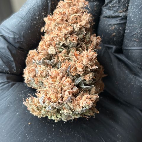 HLB4.2 - Carol growlog timeline photo