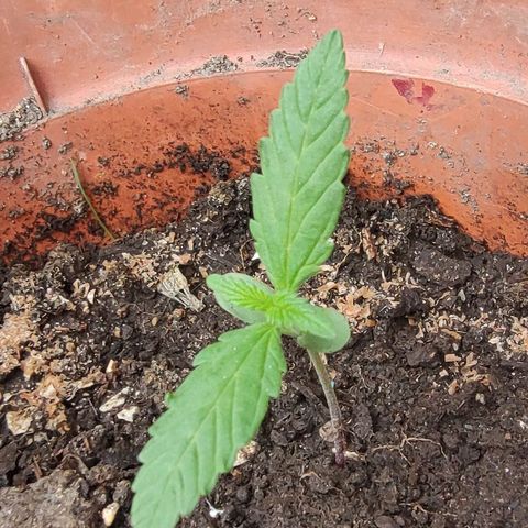 Fireweed growlog timeline photo