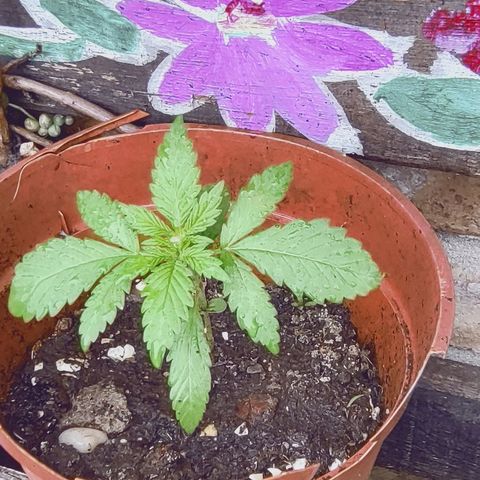Fireweed growlog timeline photo