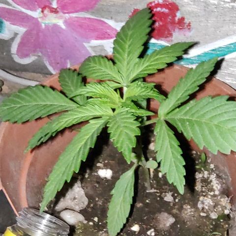 Fireweed growlog photo: Enraizante 