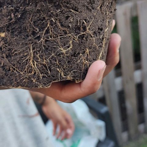 Fireweed growlog photo: Transplante 
