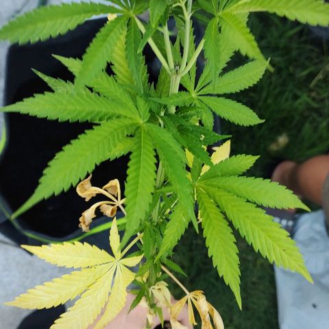 Fireweed growlog photo: Transplante 