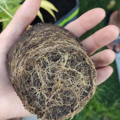 Fireweed growlog photo: Transplante 