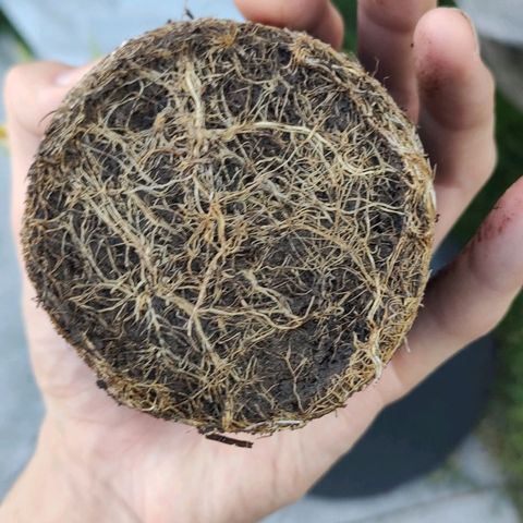 Fireweed growlog photo: Transplante 