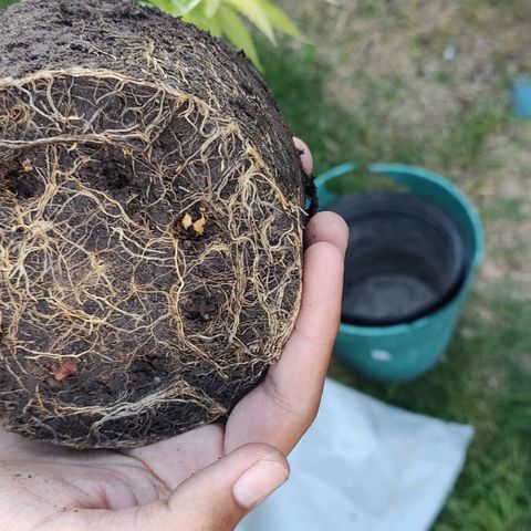 Fireweed growlog photo: Transplante 