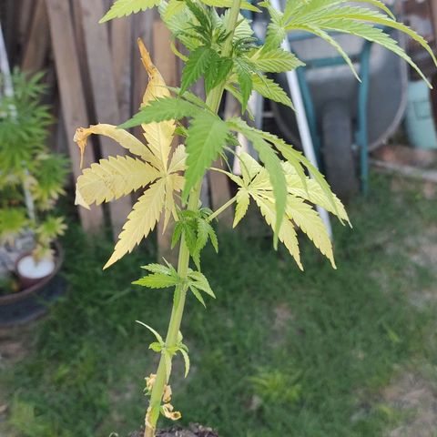 Fireweed growlog photo: Transplante 