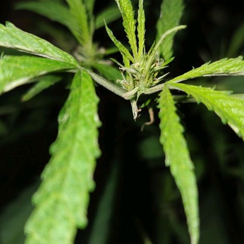 Fireweed growlog photo: Empieza pre flora 