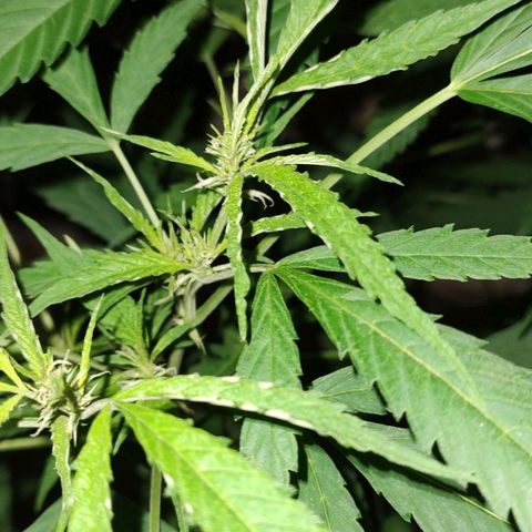 Fireweed growlog photo: Empieza pre flora 
