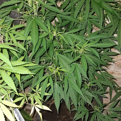 Fireweed growlog photo: Empieza pre flora 
