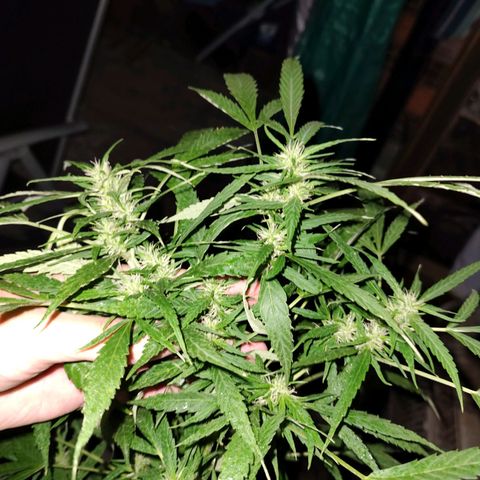 Fireweed growlog timeline photo