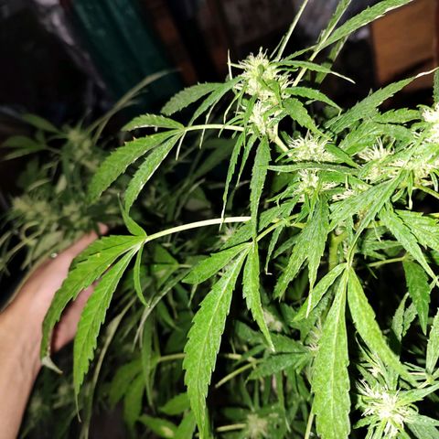 Fireweed growlog timeline photo