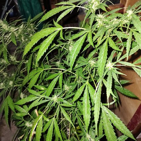 Fireweed growlog timeline photo