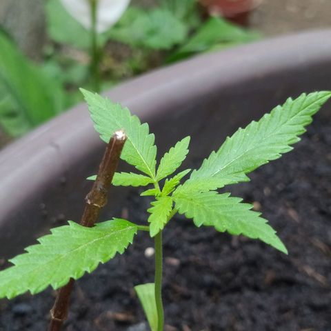 Esgar growlog timeline photo
