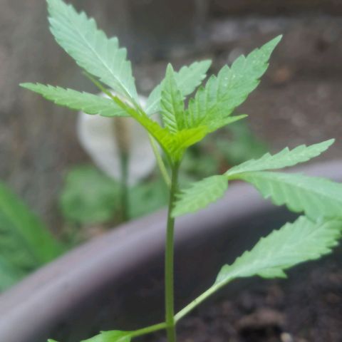 Esgar growlog timeline photo