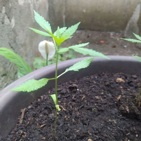 Esgar growlog timeline photo