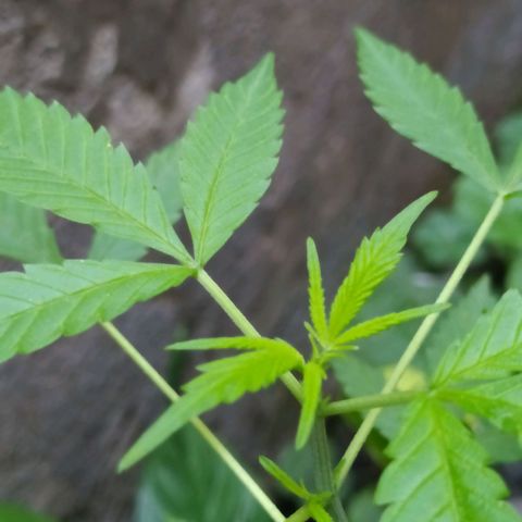 Esgar growlog timeline photo