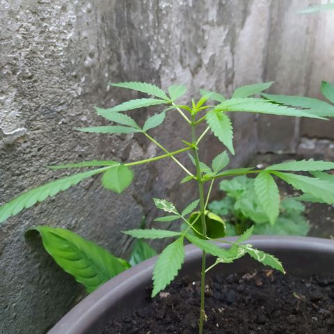 Esgar growlog timeline photo