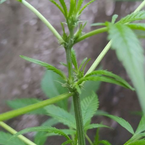 Esgar growlog timeline photo