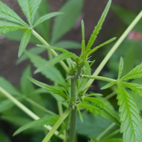 Esgar growlog timeline photo