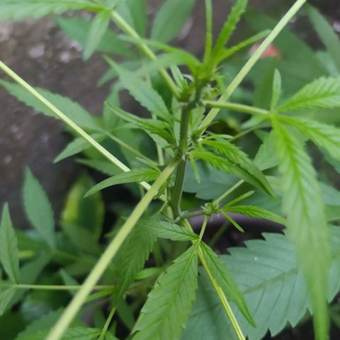 Esgar growlog timeline photo