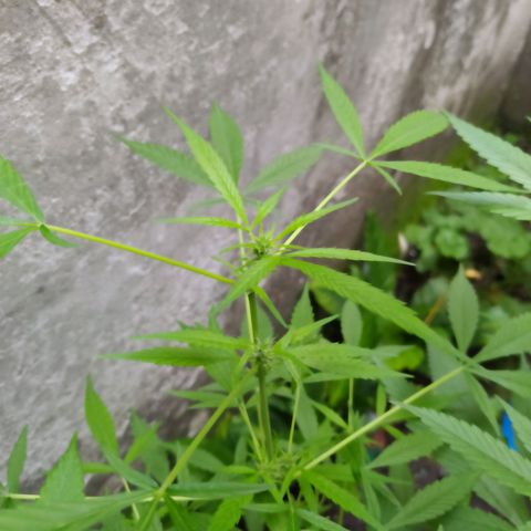 Esgar growlog photo: Estado floración