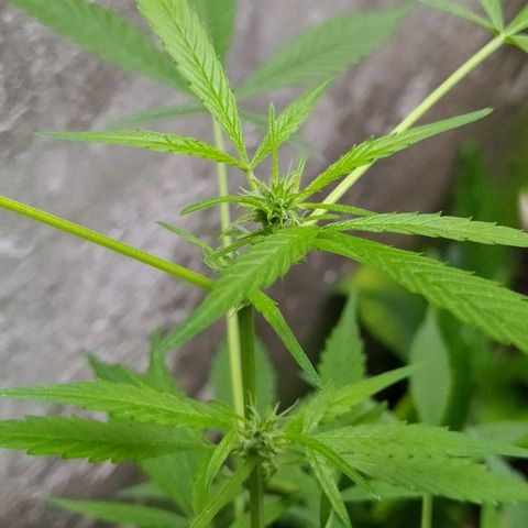 Esgar growlog photo: Estado floración