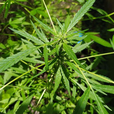 Esgar growlog timeline photo