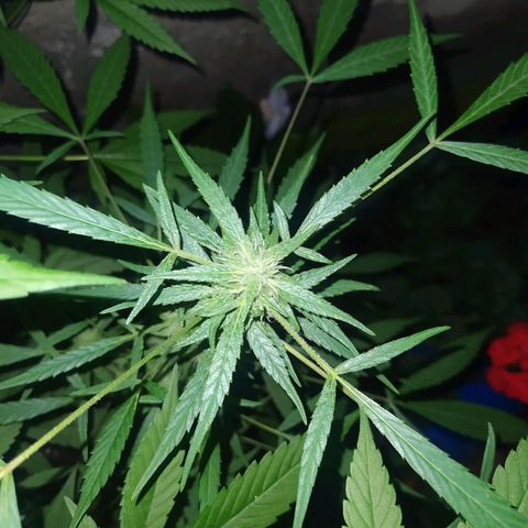 Esgar growlog timeline photo