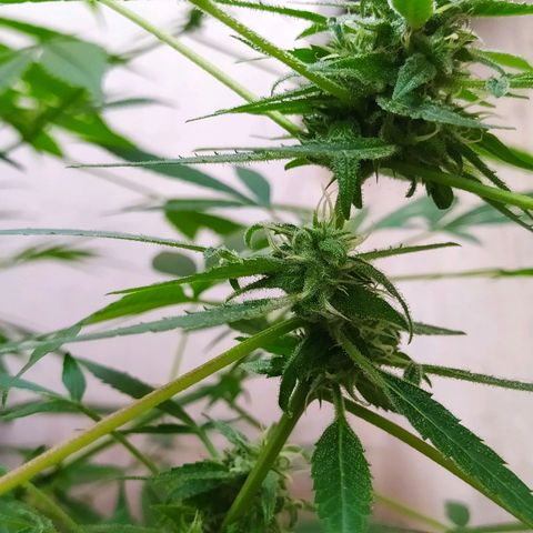 Esgar growlog timeline photo