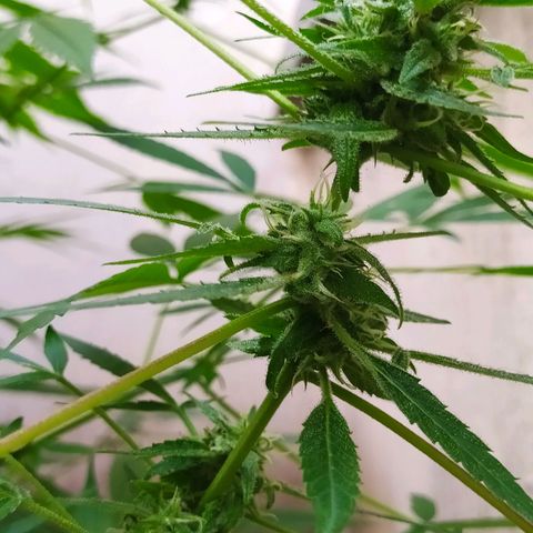 Esgar growlog timeline photo