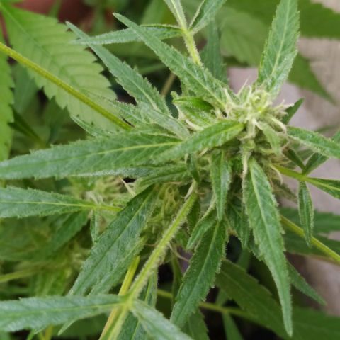 Esgar growlog timeline photo